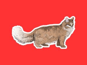 Maine Coon Cat Sticker
