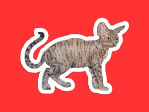 Devon Rex Cat Sticker