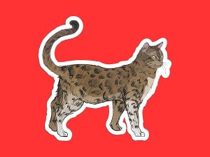 Bengal Cat Sticker