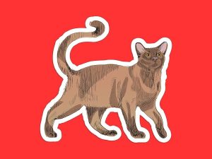 Burmese Cat Sticker
