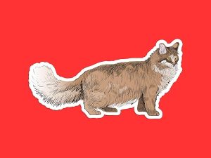 Maine Coon Cat Sticker