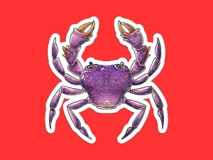 Purple Crab sticker