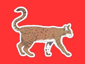 Savannah Cat Sticker