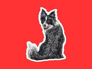 Watercolor Border Collie Sticker