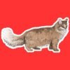 Maine Coon Cat Sticker