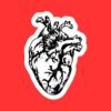 Anatomical Heart Sticker
