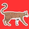 Savannah Cat Sticker